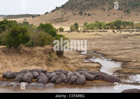 Gruppe von Flusspferden liegen am Rande des Flusses in Kenia. Der Hintergrund zeigt Gnus, die für die Migration sammeln. Stockfoto