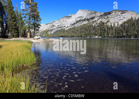 Grasige Ufer des Tenaya See im Yosemite-Nationalpark, Kalifornien Stockfoto