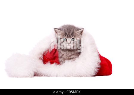 Britisch Kurzhaar Kätzchen / British Kurzhaar Kitten Stockfoto