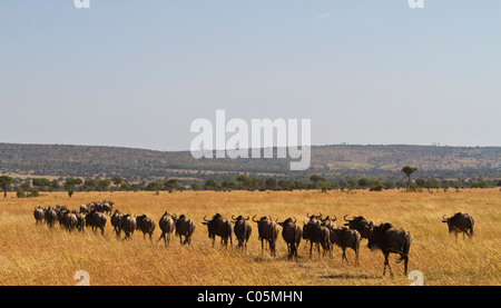 Eine Reihe von Gnus Überschrift von der Kamera entfernt. Die Weite der Ebenen ist im Hintergrund sichtbar. Stockfoto