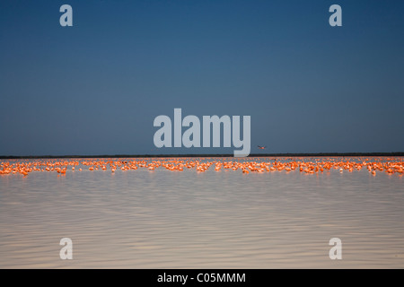 Flamiongos in Celestun Biosphäre-Reserve, Yucatan, Mexiko Stockfoto