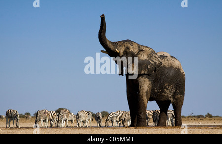 Elefanten und Zebras am Wasserloch, Etosha Nationalpark, Namibia Stockfoto