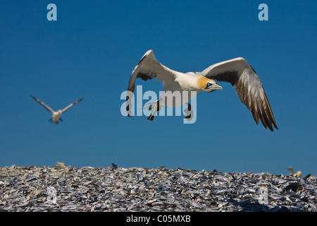 Fliegende Cape Gannet, Bird Island, Südafrika Stockfoto