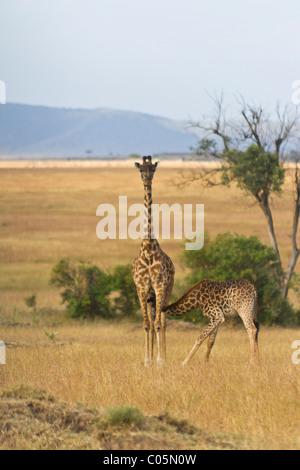 A Mutter retikuliert Giraffe und Kalb Spanferkel auf den Ebenen der Masai Mara Nationalpark, Kenia Stockfoto