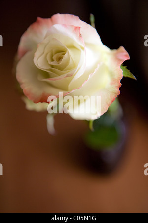 Nahaufnahme eines weißen und rosa Rosen in einer schmalen Vase. Stockfoto