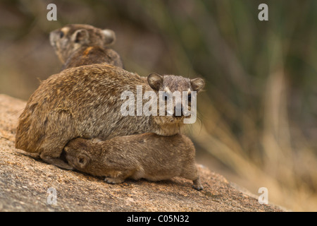 Eine Familie von drei Felsen Hyrax auf einem Felsen im Meru Nationalpark, Kenia. Die Mutter ist die junge Spanferkel und das Männchen ist hinter. Stockfoto