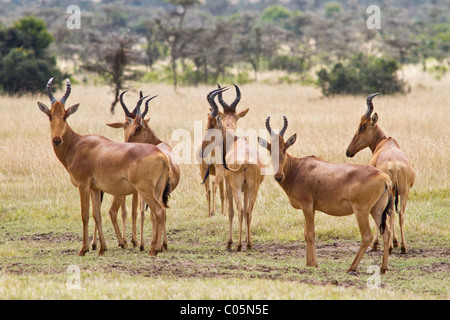 Eine kleine Gruppe von sieben Topi (auch bekannt als Kudus) in den kenianischen Ebenen. Stockfoto