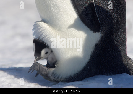 Kaiser-Pinguin und Küken, Oktober, Snow Hill Island, Weddellmeer, Antarktis. Stockfoto