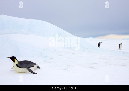 Kaiser-Pinguin Rodeln auf Meereis in der Nähe von Kolonie, Snow Hill Island, Weddellmeer, Antarktis. Stockfoto