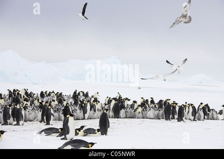 Kaiser-Pinguin-Kolonie mit Möwen, Oktober, Snow Hill Island, Weddellmeer, Antarktis. Stockfoto