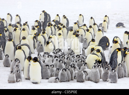 Kaiser-Pinguin-Kolonie in einem Schneesturm, Oktober, Snow Hill Island, Weddellmeer, Antarktis. Stockfoto