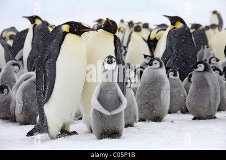 Kaiser-Pinguin-Kolonie mit Küken, Oktober, Snow Hill Island, Weddellmeer, Antarktis. Stockfoto