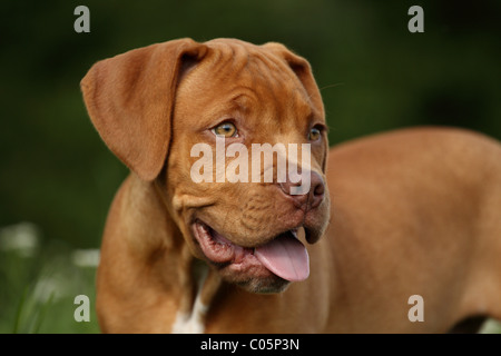 Bordeauxdog Welpen Stockfoto