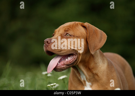 Bordeauxdog Welpen Stockfoto