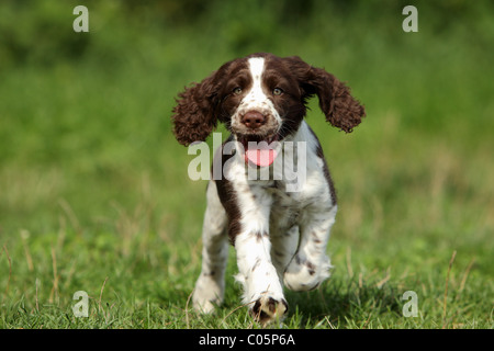 Englisch Springer Spaniel Welpen Stockfoto