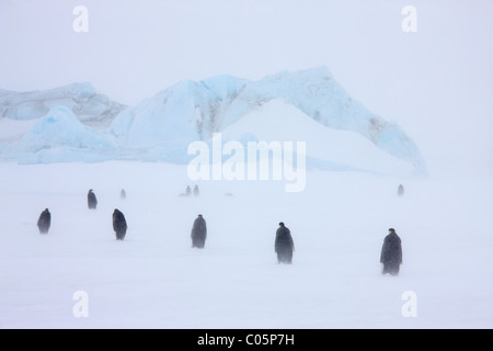 Kaiserpinguine in einem Schneesturm, Oktober, Snow Hill Island, Weddellmeer, Antarktis. Stockfoto