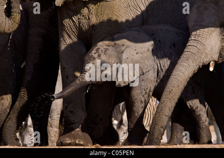 Baby-Elefant, trinken, Etosha Nationalpark, Namibia. Stockfoto