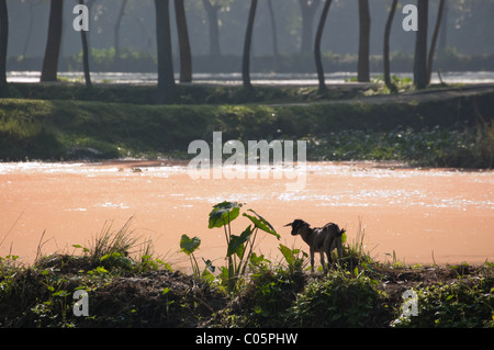 Bangladesch Reisfelder mit einer Ziege im Vordergrund Stockfoto