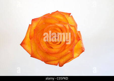 Detail einer orange Rose auf weißem Hintergrund Stockfoto
