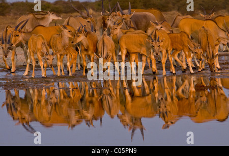 Eland Herde am Wasserloch, Etosha Nationalpark, Namibia. Stockfoto