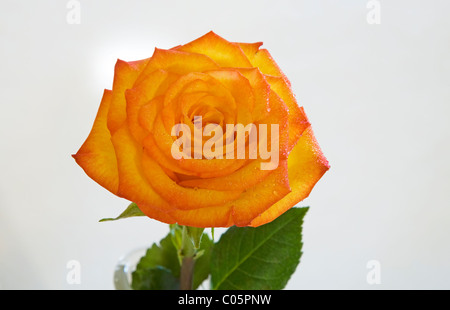Eine schöne orange Rosenblüte Stockfoto