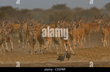 Eland Herde läuft in Richtung Wasserloch, Etosha Nationalpark, Namibia. Stockfoto