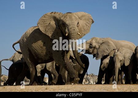 Böse Elefant, Etosha Nationalpark, Namibia. Stockfoto
