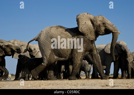 Böse Elefant, Etosha Nationalpark, Namibia. Stockfoto