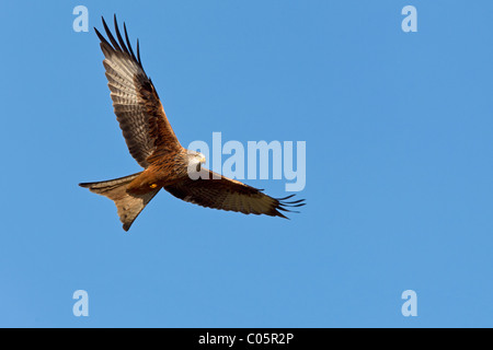 Rotmilan im Flug Stockfoto