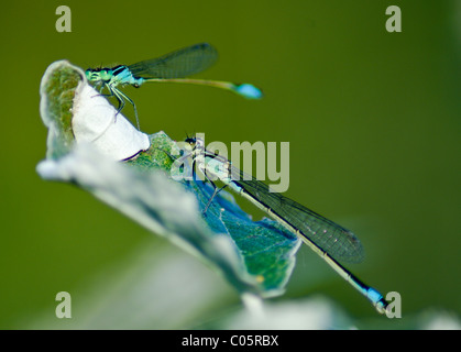 Blau-tailed Libellen (Ischnura Elegans) ruht auf Blatt Anfang September, Lobau, Nationalpark Donau-Auen, Wien, Österreich Stockfoto