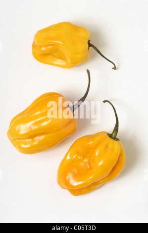 Habanero Chili auf weißem Hintergrund Stockfoto