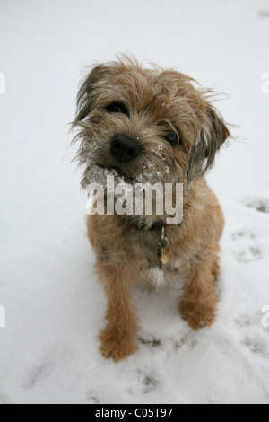 Kleiner Hund im Schnee Stockfoto