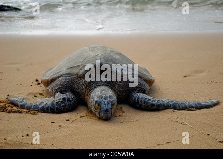 Vom Aussterben bedrohte Meeresschildkröten, Sonnenbaden am Strand. Oahu Hawaii Stockfoto