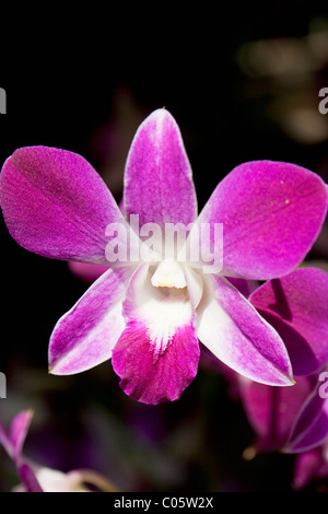 Dendrobium Bom Tinted Pink (Thai Orchid) in Bloom, Jim Thompson House and Silk Museum, Pathum Wan District, Bangkok, Thailand Stockfoto