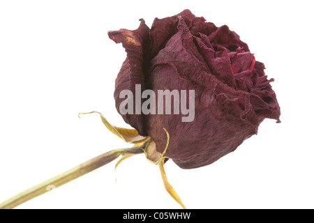 rot tot Roseé Konzept der verlorenen Liebe Stockfoto