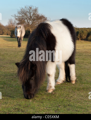 New Forest Ponys Weiden Rasen bei Godshill New Forest Stockfoto