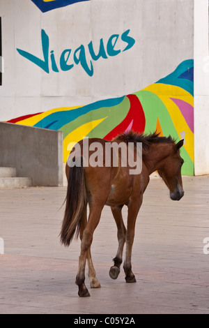 Wilde Paso Fino Pferde gehen durch die Isabel Segunda Altstädter Ring auf Vieques Island, Puerto Rico. Stockfoto