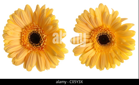 Zwei gelbe Gerbera Blumen isoliert auf weißem Hintergrund. Stockfoto