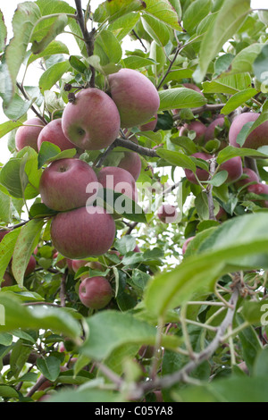 Frischen Baum gereiften Äpfel. Ein Cluster von rote Äpfel auf dem Baum, umgeben von leuchtend grüner Apfel lässt. Stockfoto