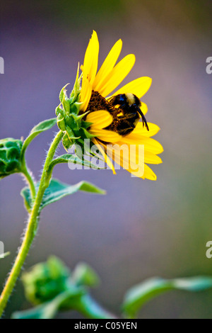 Rückseite hell beleuchteten gelben Sonnenblume (Helianthus Annuus) mit einer Hummel, die Gewinnung von Pollen. Stockfoto