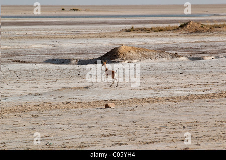 Indische Gazelle (Gazella Bennettii) in Rann Of Kutch, Gujarat, Indien Stockfoto