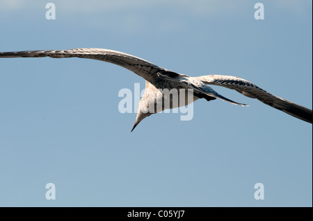 Möwe fliegen isoliert auf einem blau Stockfoto