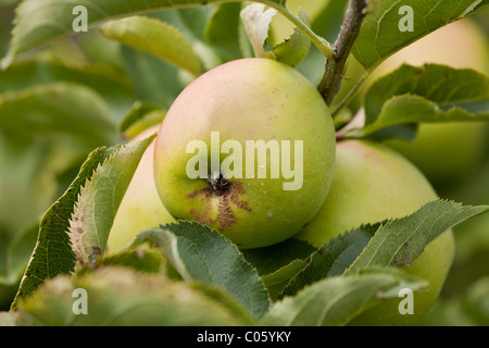 Ein grüner Apfel-Cluster auf einem Ast. Ein Crispin Apfel mit ein wenig Schorf, umgeben von anderen Äpfel und Blätter. Stockfoto
