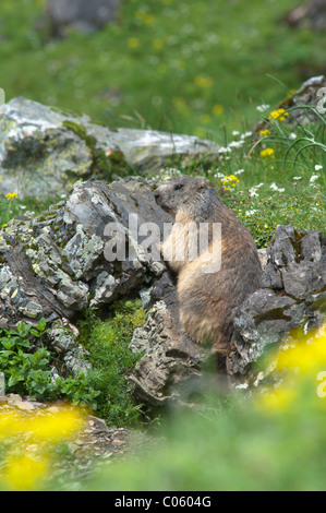 Alpine Murmeltier (Marmota marmota). In der Nähe von gavarnie. Park National des Pyrenäen, in den Pyrenäen, Frankreich. Juni. Stockfoto