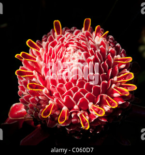 Eine rote Fackel Ingwer Blume Nahaufnahme. Die wachsartige rote saftige Blume eines roten Fackel Ingwer oder Etlingera Elatior. Stockfoto