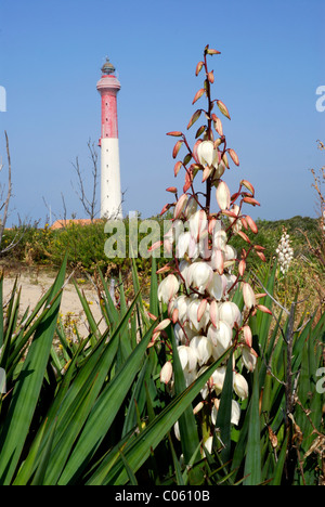 Leuchtturm auf der Küste von La Coubre in Frankreich, Region Poitou-Charentes mit weißen Blumen Yucca im Vordergrund Stockfoto