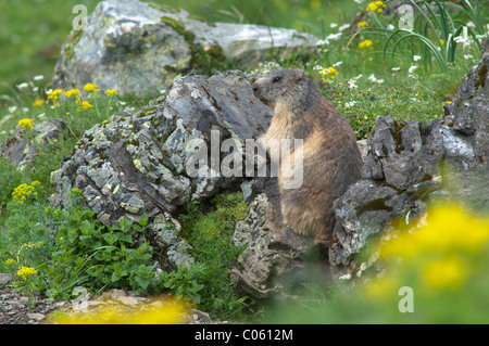 Alpine Murmeltier (Marmota marmota). In der Nähe von gavarnie. Park National des Pyrenäen, in den Pyrenäen, Frankreich. Juni.