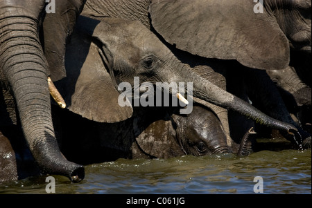 Elefanten trinken, Etosha Nationalpark, Namibia. Stockfoto