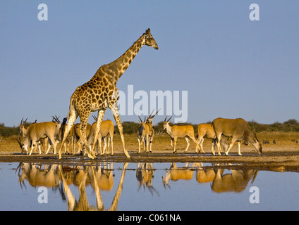 Giraffe und Eland am Wasserloch, Etosha Nationalpark, Namibia. Stockfoto