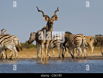 Kudus und Zebras am Wasserloch, Etosha Nationalpark, Namibia. Stockfoto